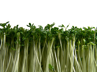 Image showing cress