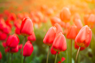 Image showing Tulips in the garden 