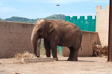 Image showing Big elephant