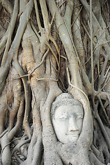 Image showing Buddha's head