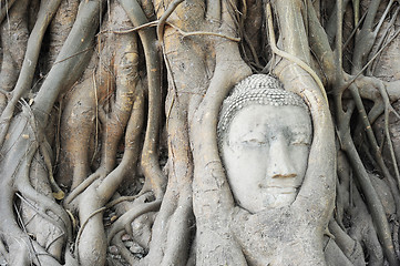 Image showing Buddha head's in tree roots