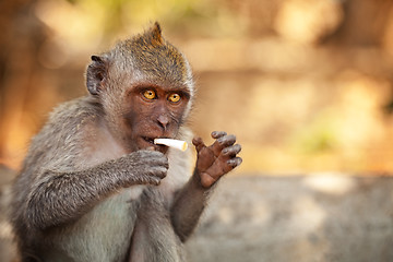 Image showing Young smooking monkey