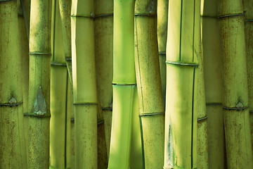 Image showing Green bamboo background