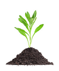 Image showing Plant in a mound of soil
