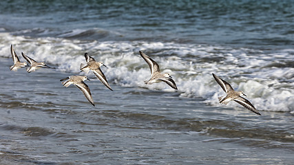 Image showing Shorebirds Flying