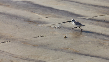 Image showing Sandpiper Running