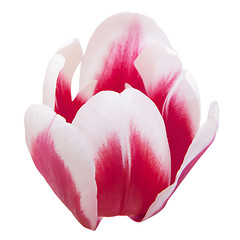 Image showing Petals of tulip