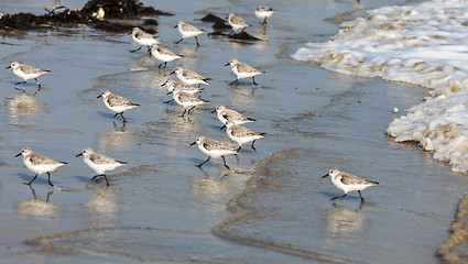 Image showing Sandpipers Running