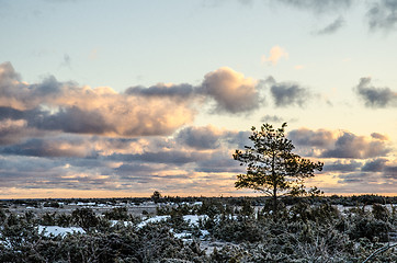 Image showing Pine tree at sunrise