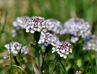 Image showing Pennycress