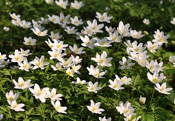 Image showing Anemone nemorosa