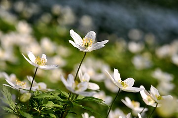 Image showing Wild anemone