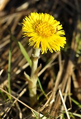 Image showing Coltsfoot