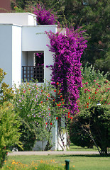 Image showing villa and flowers