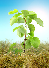 Image showing Tree sprout through the dry grass