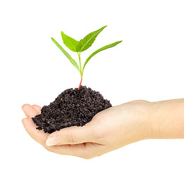 Image showing Green plant with dirt in a hand