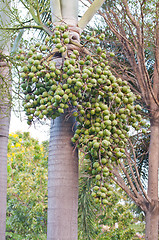 Image showing Foxtail Palm Fruits