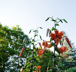 Image showing brightly colored orange lily flowers  