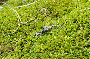 Image showing european fire belly toad bombina red orange belly 