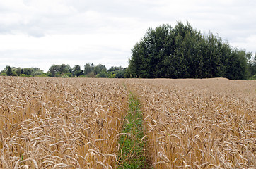 Image showing small path agriculture ripe wheat field ears tree 