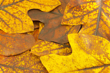 Image showing autumn yellow tuliptree leaves  background 