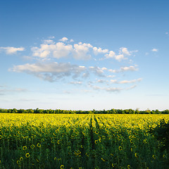 Image showing field with sunflowers under blue cloudy sky