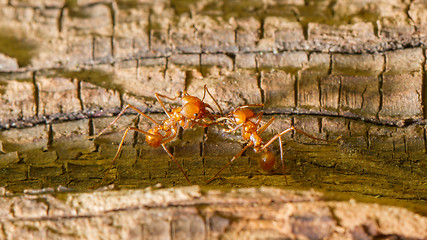 Image showing Leaf cutter ant