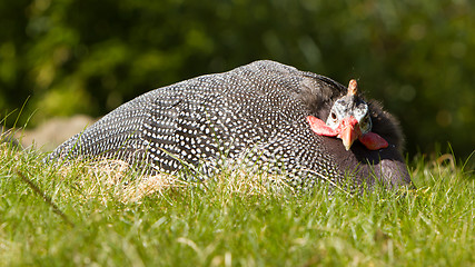 Image showing Helmeted Guineafowl (Numida meleagris)