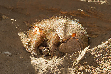 Image showing Sleeping armadillo (Chaetophractus villosus)