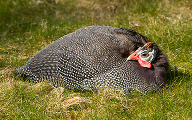 Image showing Helmeted Guineafowl (Numida meleagris)