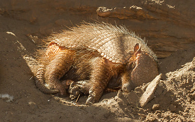 Image showing Sleeping armadillo (Chaetophractus villosus)