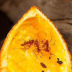 Image showing Leaf cutter ant