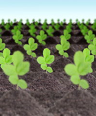 Image showing Rows of young green plants