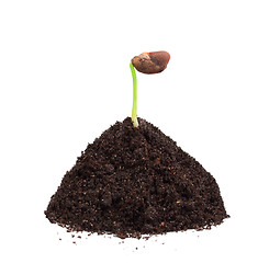 Image showing Green plant in a mound of ground