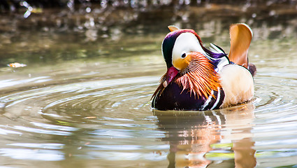 Image showing Mandarin Duck