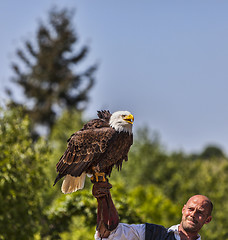 Image showing Bald Eagle and Male Bird Tamer