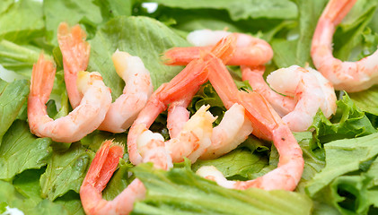 Image showing shrimps