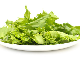 Image showing lettuce