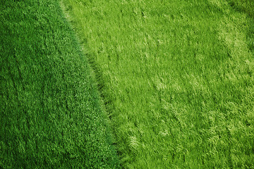 Image showing Rice fields green grass background