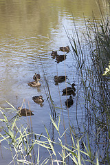 Image showing Swimming Ducks