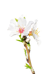 Image showing Blooming spring branch isolated on white