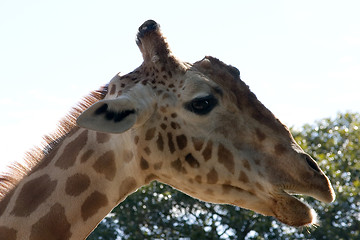 Image showing Girraffe