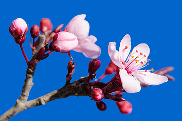 Image showing Blossoming spring flowers pink over blue