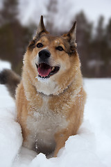 Image showing Happy dog play in the snow
