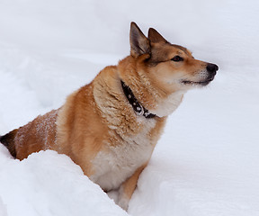 Image showing The dog on the winter hunt