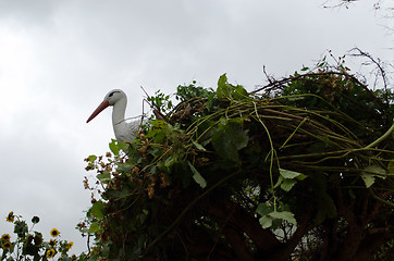 Image showing decorative stork sit handmade nest background sky 