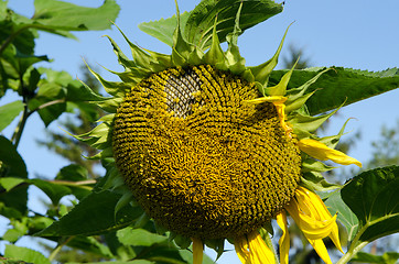 Image showing closeup ripe deflorated sunflower head end summer 