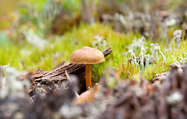 Image showing fungus growing in the forest, close-up