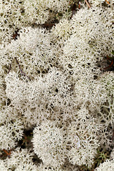 Image showing Reindeer moss close up