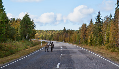 Image showing deer with fawn on the road